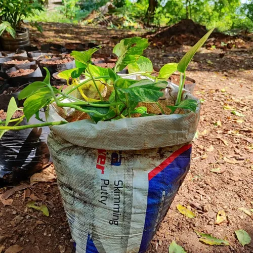 Pothos1_800w_144dpi_335KB.jpg