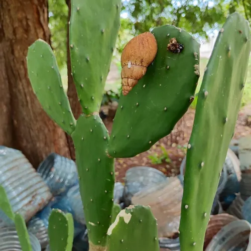 Cactus2_800w_144dpi_146KB.jpg
