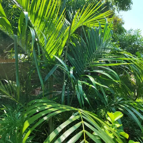 ArecaPalm_800w_144dpi_314KB.jpg