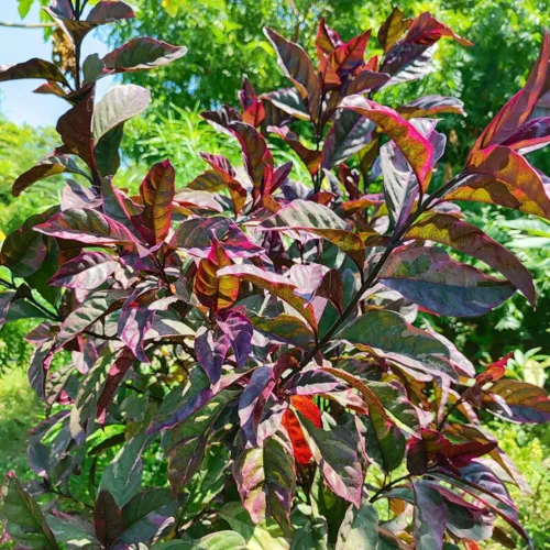 ChineseCroton_800w_144dpi_302KB.jpg