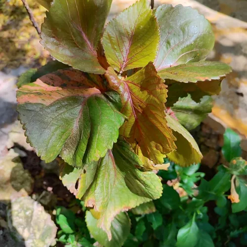 CopperleafRed2_800w_144dpi_180KB.jpg