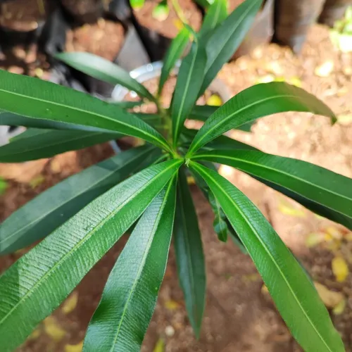 Oleander2_800w_144dpi_152KB.jpg