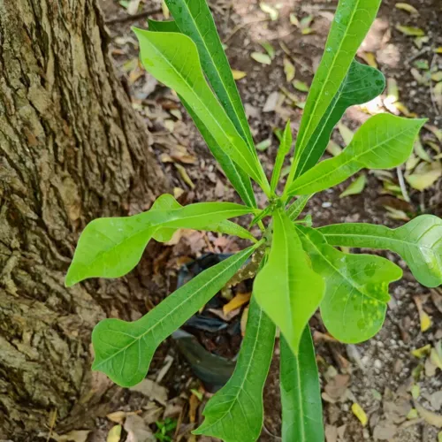 FrangipaniPudica2_800w_144dpi_222KB.jpg