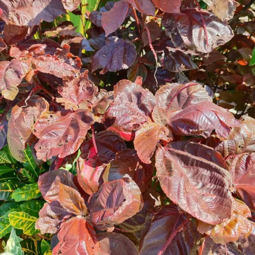 CopperleafRed3_800w_144dpi_301KB.jpg