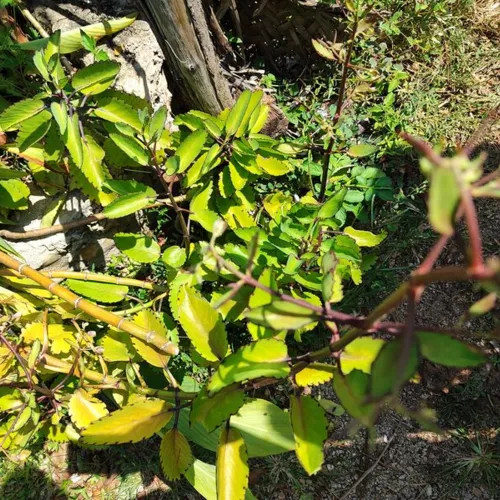 MiracleLeaf1_800w_144dpi_211KB.jpg