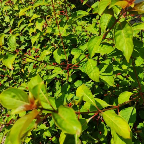 Firebush1_800w_144dpi_288KB.jpg