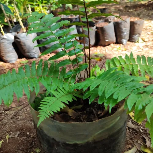 SwordFern1_800w_144dpi_216KB.jpg