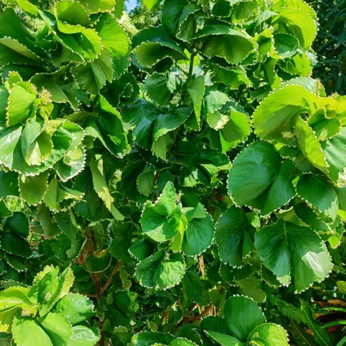 CopperleafGreen1_800w_144dpi_298KB.jpg