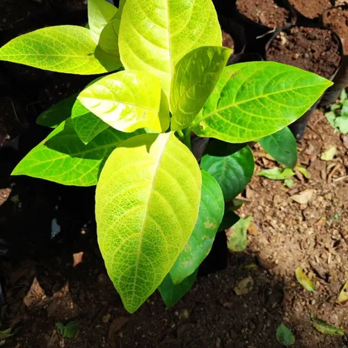 GoldenPseuderanthemum2_800w_144dpi_212KB.jpg