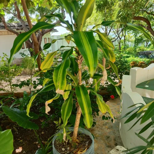 Dracaena1_800w_144dpi_293KB.jpg