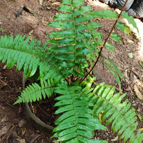 SwordFern2_800w_144dpi_279KB.jpg