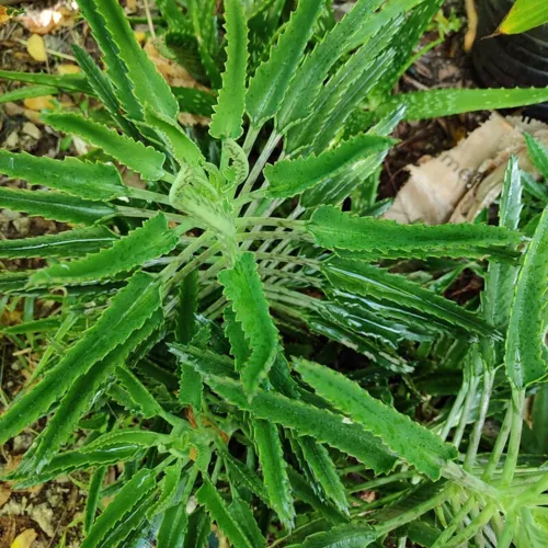 AlligatorPlant2_800w_144dpi_277KB.jpg