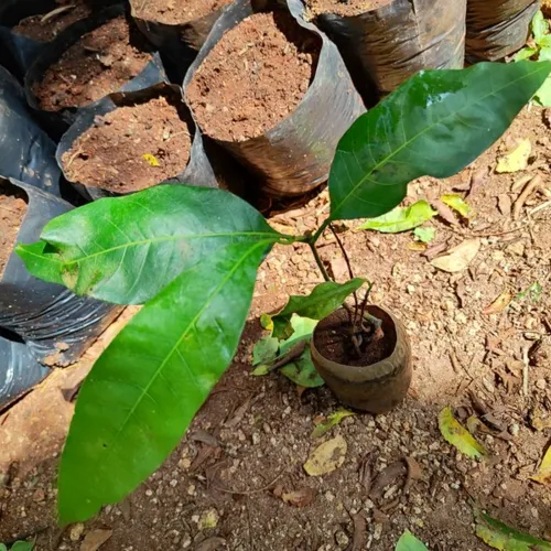 Mango2_800w_144dpi_180KB.jpg