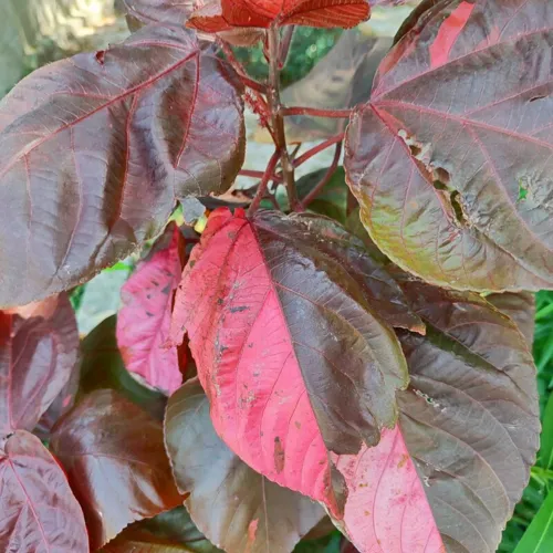 CopperleafRed4_800w_144dpi_204KB.jpg