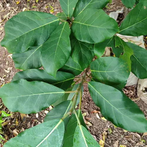 GiantLeafFig2_800w_144dpi_257KB.jpg