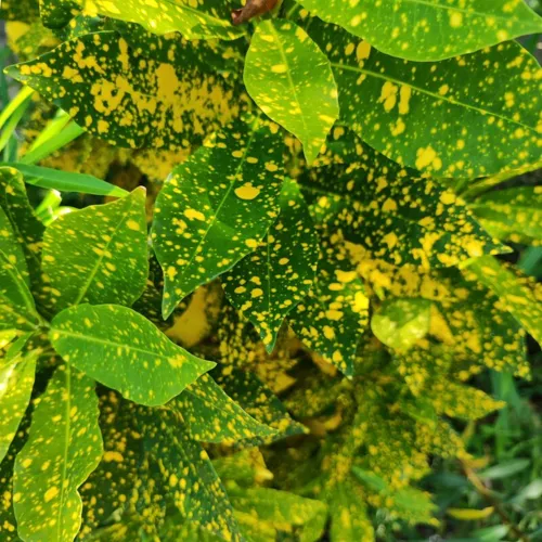 CrotonSprinkle_800w_144dpi_233KB.jpg