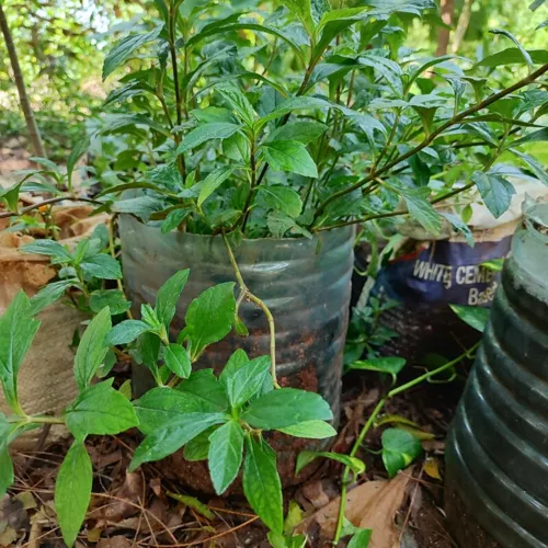 SingaporeDaisy1_800w_144dpi_250KB.jpg