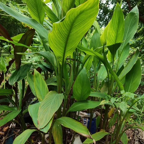 Canna2_800w_144dpi_299KB.jpg
