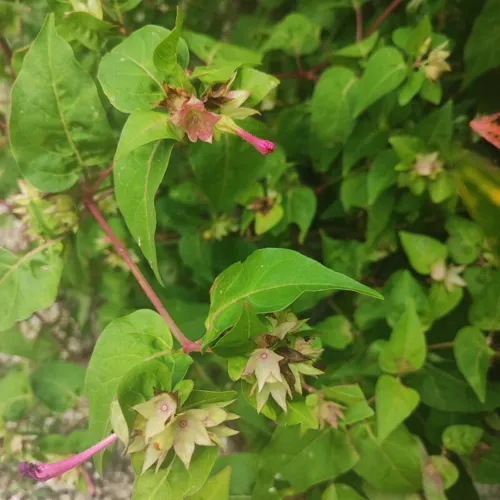 Mirabilis1_800w_144dpi_136KB.jpg