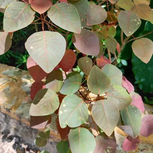 TropicalSmokebush_800w_144dpi_169KB.jpg