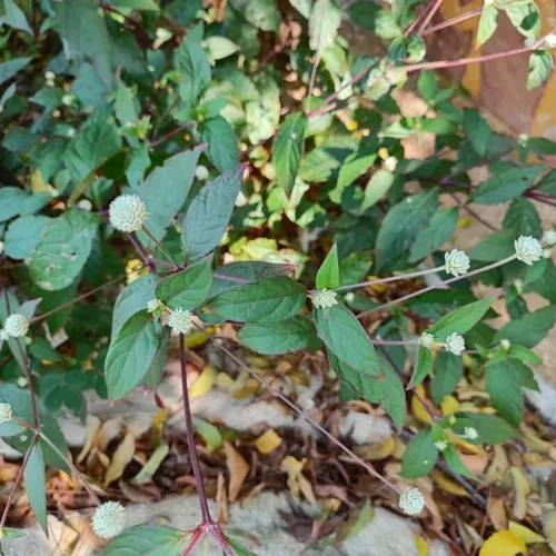 BrazilianJoyweed1_800w_144dpi_194KB.jpg