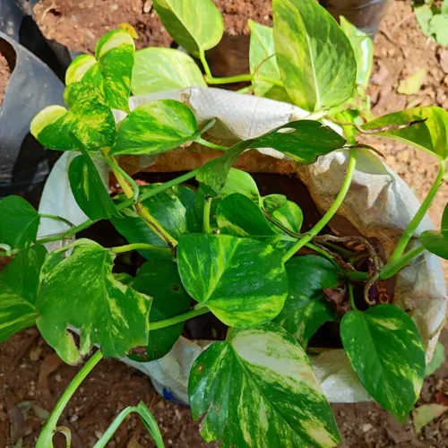Pothos2_800w_144dpi_213KB.jpg