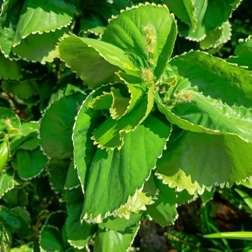 CopperleafGreen2_800w_144dpi_188KB.jpg