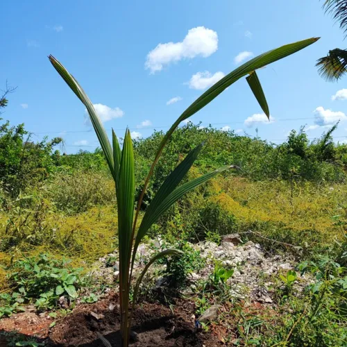 CoconutPalm1_800w_144dpi_292KB.jpg