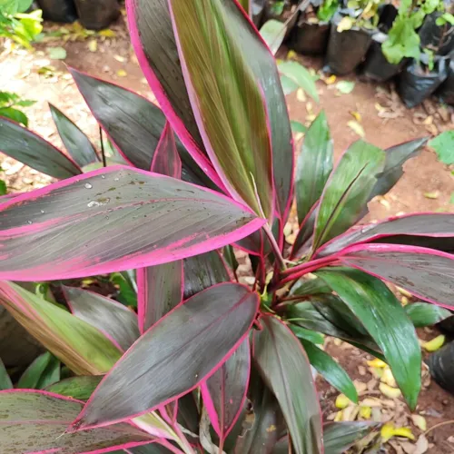 Cordyline2_800w_144dpi_206KB.jpg