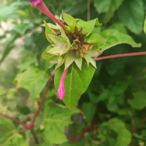 Mirabilis3_800w_144dpi_105KB.jpg