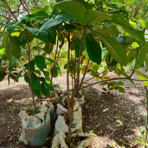 GiantLeafFig3_800w_144dpi_325KB.jpg
