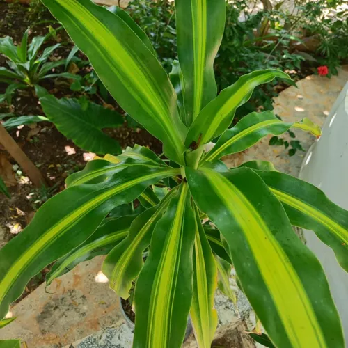 Dracaena2_800w_144dpi_213KB.jpg