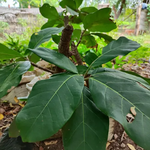 GiantLeafFig1_800w_144dpi_189KB.jpg