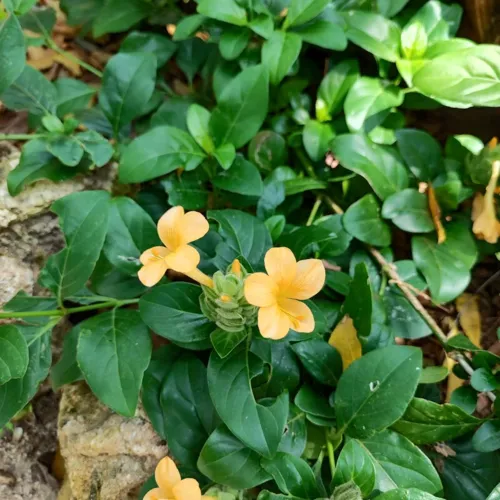 FirecrackerFlower1_800w_144dpi_180KB.jpg