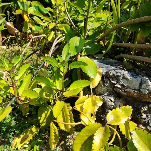 MiracleLeaf2_800w_144dpi_321KB.jpg