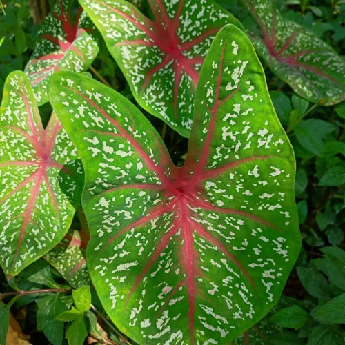CaladiumBicolor1_800w_144dpi_237KB.jpg