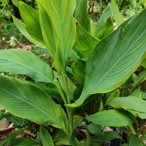 Canna1_800w_144dpi_177KB.jpg