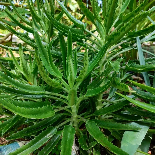 AlligatorPlant1_800w_144dpi_269KB.jpg