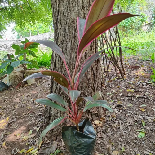 Cordyline1_800w_144dpi_372KB.jpg
