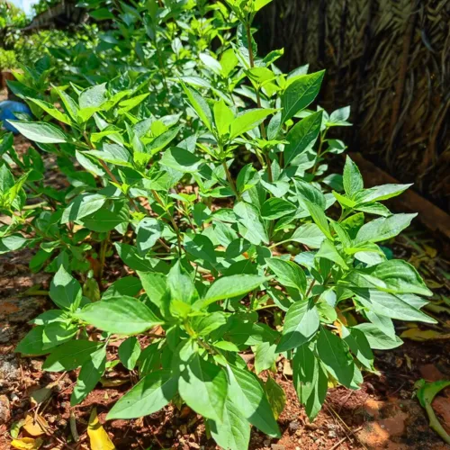 ThaiBasil_800w_144dpi_295KB.jpg