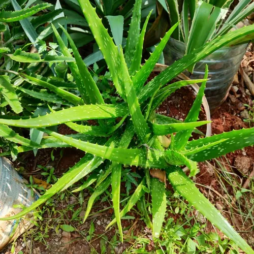 AloeVera1_800w_144dpi_308KB.jpg