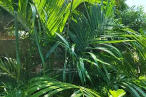 Areca Palms