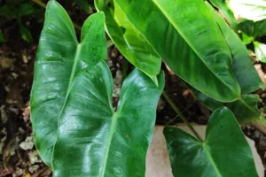 Philodendron