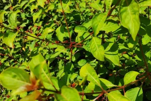 Firebush