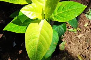 Golden Pseuderanthemum