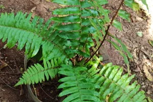 Fern