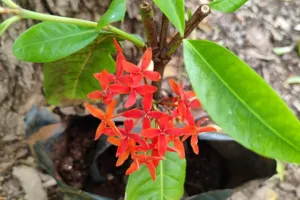 Flame of the Woods