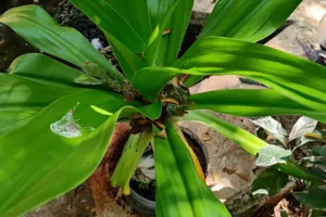 Poison Bulb