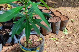 Oleander