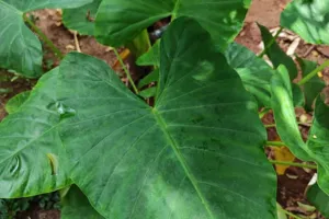 Elephant Ears